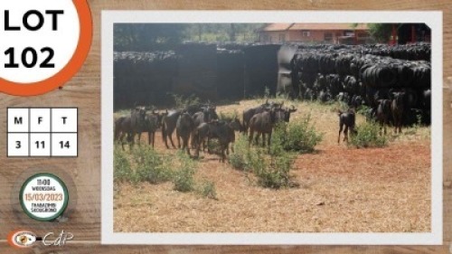 14X BLOUWILDEBEES M:3 V/F:11 SWA ZULU (Per Piece to take the lot)