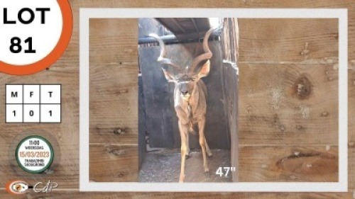 1X KOEDOE M:1 FUTURE GENETICS GAME BREEDERS
