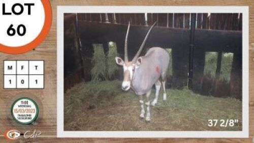1X GOUE GEMSBOK M:1 SWA ZULU