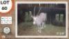 1X GOUE GEMSBOK M:1 SWA ZULU