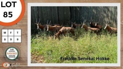 9X BLESBOK V/F:9 STONE SAFARIS (Per Piece to take the lot)