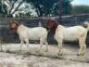 LOT 00 2 X BOERBOK RAMME FONDSINSAMELING (PER STUK OM LOT TE NEEM) - 2
