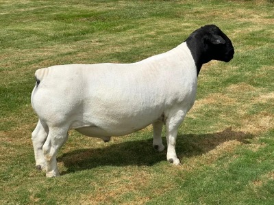 LOT 1 1X DORPER RAM FLOCK LEROY PHILLIPS DORPERS