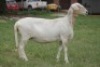 LOT 6 1X MEATMASTER OOI/EWE RED RIBBON MEATMASTERS - 2