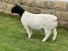 LOT 2 1X DORPER RAM STUD LEROY PHILLIPS DORPERS