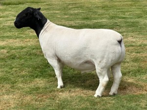 LOT 9 1X DORPER RAM T5 LEROY PHILLIPS DORPERS