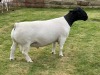 LOT 3 1X DORPER RAM T5 LEROY PHILLIPS DORPERS