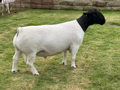 LOT 3 1X DORPER RAM T5 LEROY PHILLIPS DORPERS