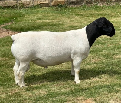 LOT 10 1X DORPER RAM T5 LEROY PHILLIPS DORPERS