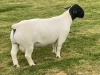 LOT 26 1X DORPER RAM STUD LEROY PHILLIPS DORPERS