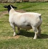 LOT 18 1X DORPER RAM STUD LEROY PHILLIPS DORPERS