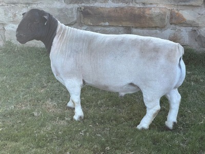 LOT 33 1X DORPER RAM STUD LEROY PHILLIPS DORPERS