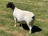 LOT 11 1X DORPER EWE T5 LEROY PHILLIPS DORPERS