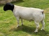 LOT 11 1X DORPER RAM STUD LEROY PHILLIPS DORPERS