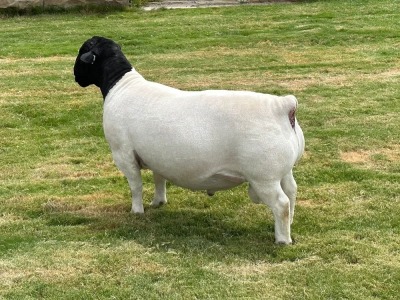 LOT 17 1X DORPER RAM T5 LEROY PHILLIPS DORPERS