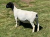 LOT 14 1X DORPER EWE T5 LEROY PHILLIPS DORPERS