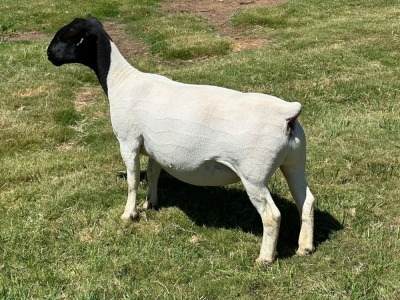 LOT 14 1X DORPER EWE T5 LEROY PHILLIPS DORPERS