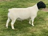 LOT 25 1X DORPER RAM STUD LEROY PHILLIPS DORPERS