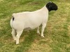 LOT 27 1X DORPER RAM FLOCK LEROY PHILLIPS DORPERS