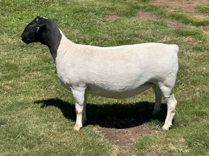 LOT 26 1X DORPER EWE T5 LEROY PHILLIPS DORPERS