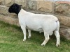 LOT 32 1X DORPER RAM FLOCK LEROY PHILLIPS DORPERS