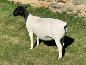 LOT 30 1X DORPER EWE T5 LEROY PHILLIPS DORPERS