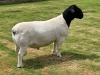 LOT 19 1X DORPER RAM STUD LEROY PHILLIPS DORPERS