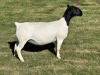 LOT 12 1X DORPER EWE T5 LEROY PHILLIPS DORPERS