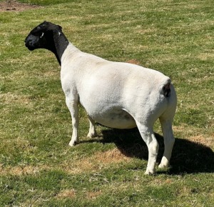 LOT 41 1X DORPER EWE T5 LEROY PHILLIPS DORPERS