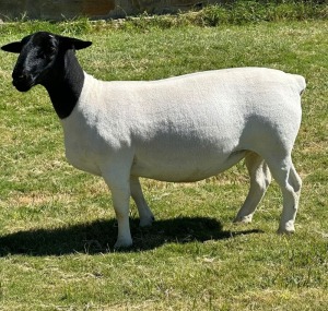 LOT 27 1X DORPER EWE T5 LEROY PHILLIPS DORPERS