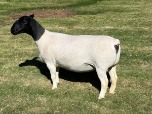 LOT 28 1X DORPER EWE T5 LEROY PHILLIPS DORPERS