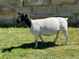 LOT 45 1X DORPER EWE T5 LEROY PHILLIPS DORPERS