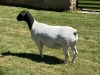 LOT 13 1X DORPER EWE T5 LEROY PHILLIPS DORPERS