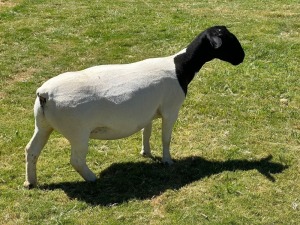 LOT 29 1X DORPER EWE T5 LEROY PHILLIPS DORPERS