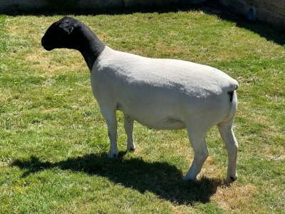 LOT 15 1X DORPER EWE T5 LEROY PHILLIPS DORPERS