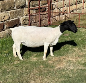 LOT 54 2X DORPER EWE FLOCK LEROY PHILLIPS DORPERS(PER PIECE)