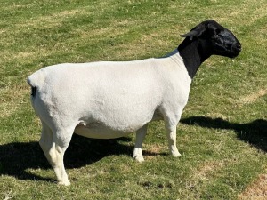 LOT 52 2X DORPER EWE STUD LEROY PHILLIPS DORPERS(PER PIECE)