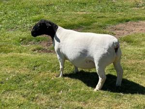 LOT 53 1X DORPER EWE STUD LEROY PHILLIPS DORPERS