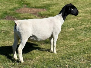 LOT 44 1X DORPER EWE T5 LEROY PHILLIPS DORPERS