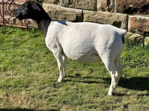 LOT 43 1X DORPER EWE T5 LEROY PHILLIPS DORPERS