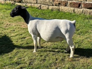 LOT 42 1X DORPER EWE T5 LEROY PHILLIPS DORPERS