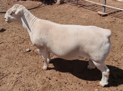 LOT 4 1X WHITE DORPER RAM STUD ASHLEY PHILLIPS WHTE DORPERS