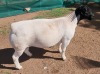 LOT 6 1X DORPER RAM T5 MICKEY PHILLIPS & SON