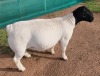 LOT 7 1X DORPER RAM T5 MICKEY PHILLIPS & SON