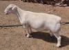 LOT 5 1X WHITE DORPER RAM T5 ASHLEY PHILLIPS WHTE DORPERS