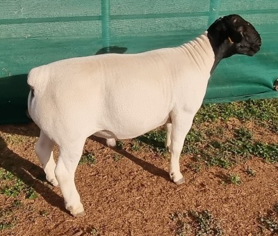 LOT 8 1X DORPER RAM T5 MICKEY PHILLIPS & SON