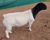 LOT 14 1X DORPER RAM STUD MICKEY PHILLIPS & SON