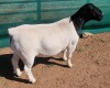 LOT 23 1X DORPER RAM FLOCK MICKEY PHILLIPS & SON