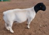 LOT 24 1X DORPER RAM FLOCK MICKEY PHILLIPS & SON