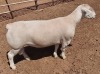 LOT 12 1X WHITE DORPER RAM STUD ASHLEY PHILLIPS